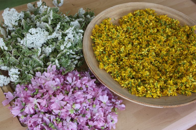 Aufhellende Kräuter - Seminar - elkepiff.at